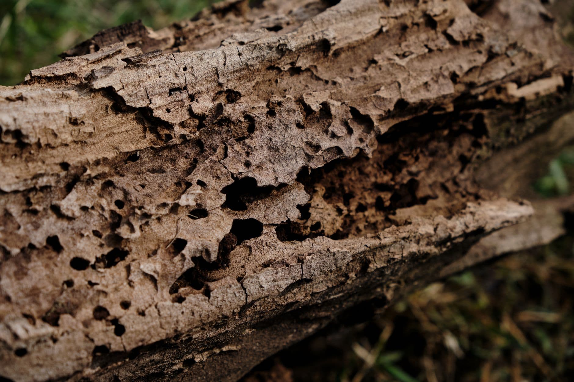 close-up of wood rot repair on a window sill showing soft decayed wood